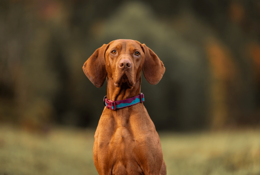 Trail quest collar (Non - Stop Dogwear) - SnowPaw Store - Non - Stop Dogwear - Dog Collars